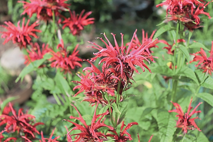 Monarda fistulosa flori comestibile